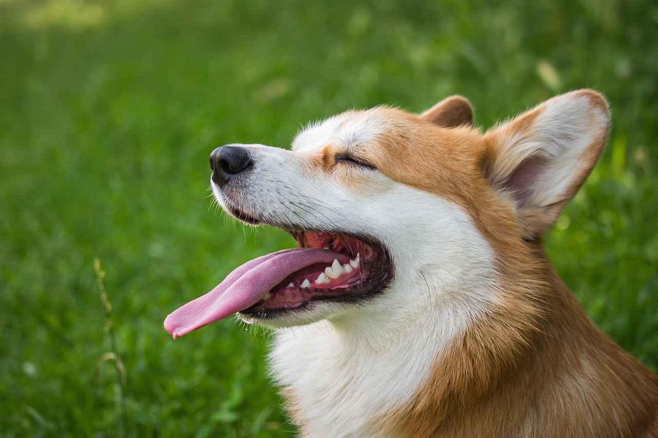 Köpeklerin Barklama Nedenleri