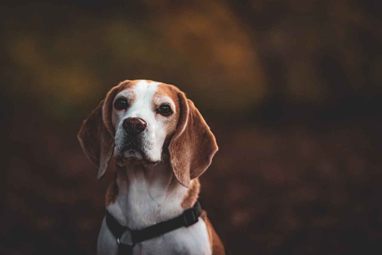 [Köpeklerin Çene Gücü Nedir?]