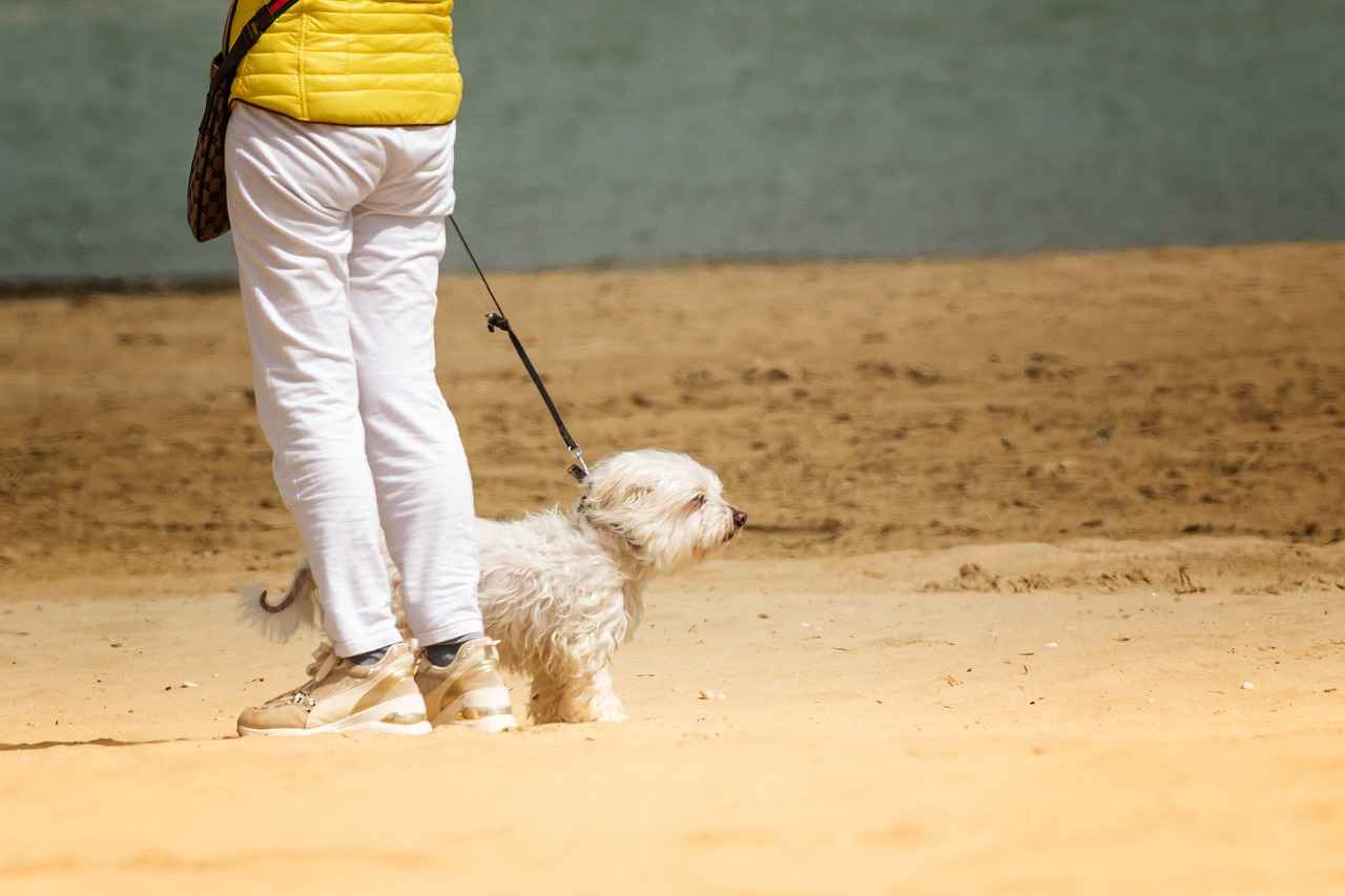 Safety Considerations When Choosing Chew Toys