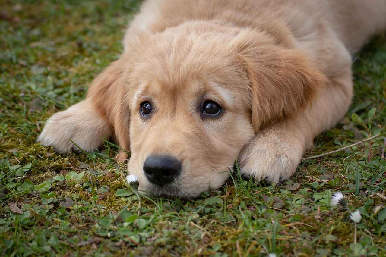 Conclusion: Understanding Bite Pressure for Better Canine Care
