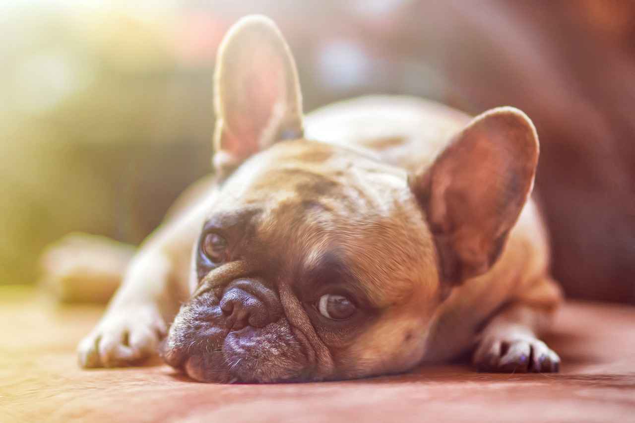 Köpek Türlerine Göre Isırma Basıncı Farklılıkları