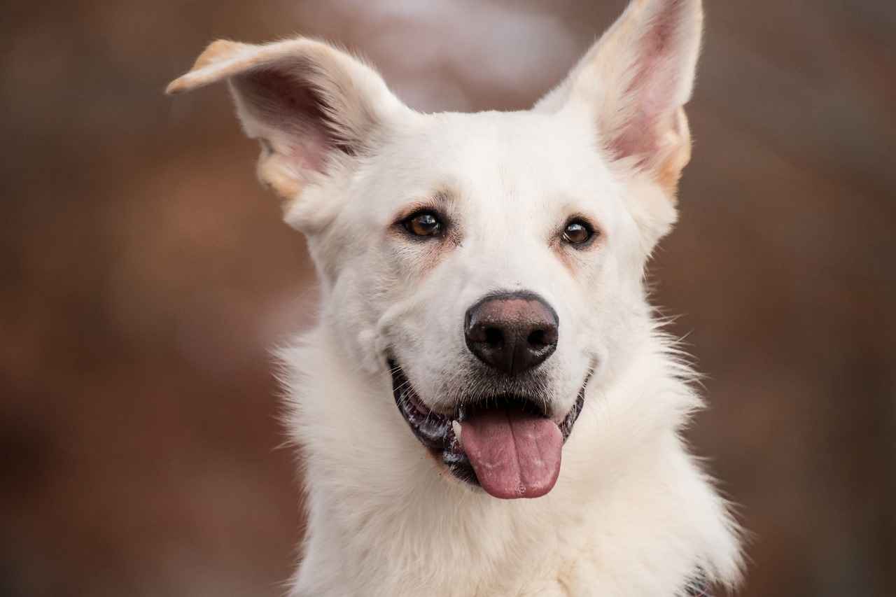 Conclusion: Insights on Dog Bite Strength