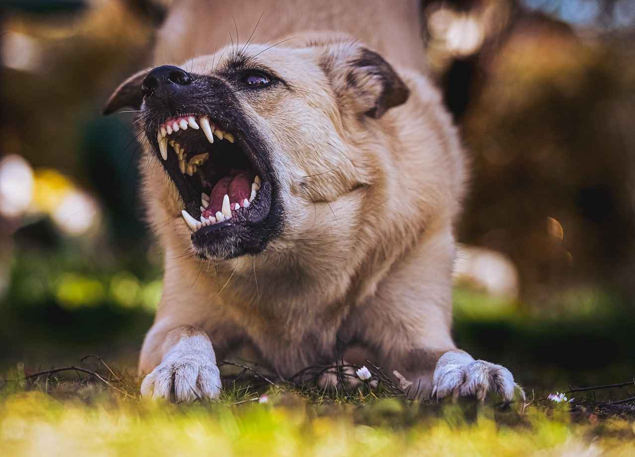 Factors Affecting Dog Bite Strength