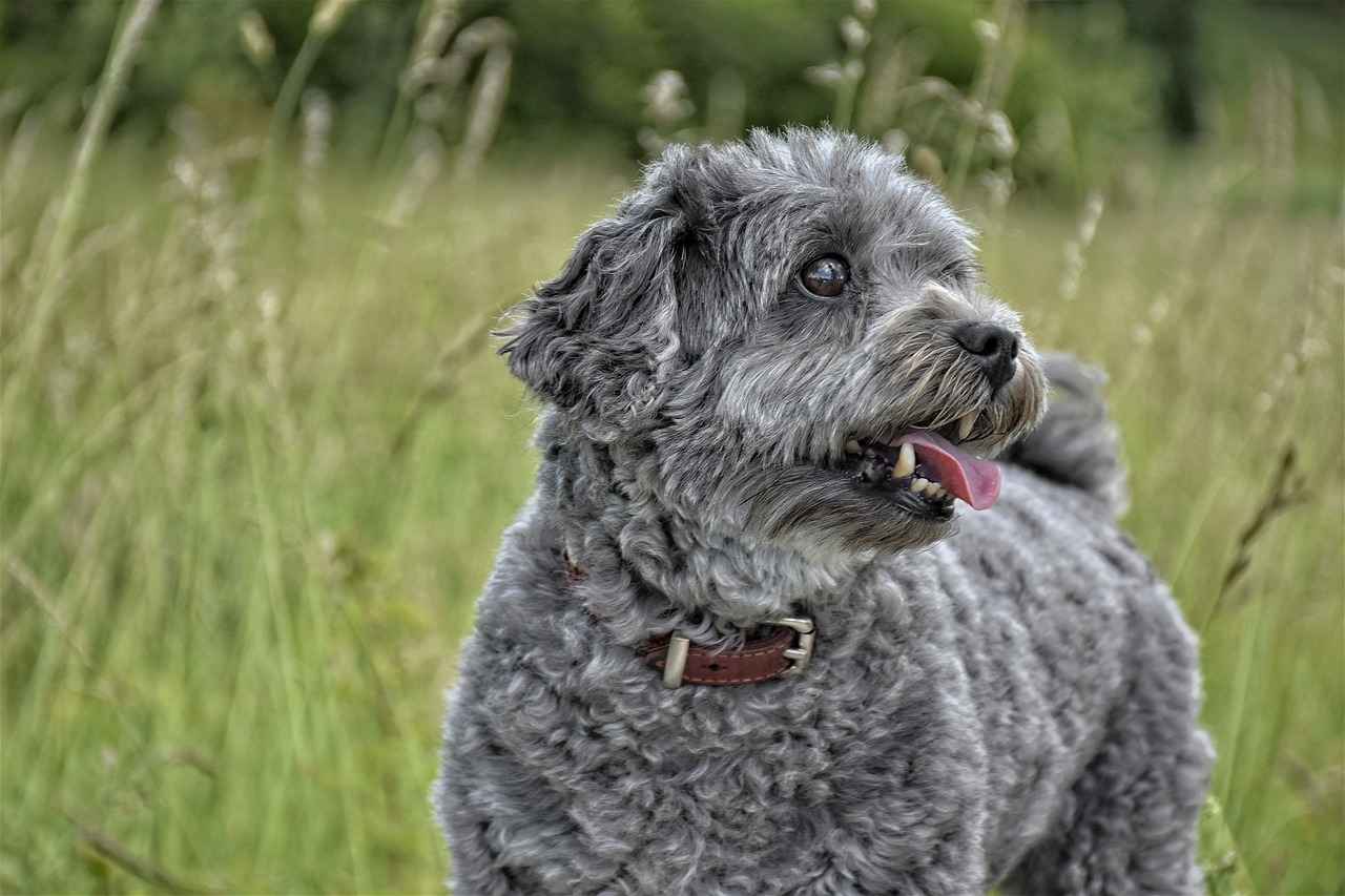 Dog vs. Wolf: A Bite Force Comparison