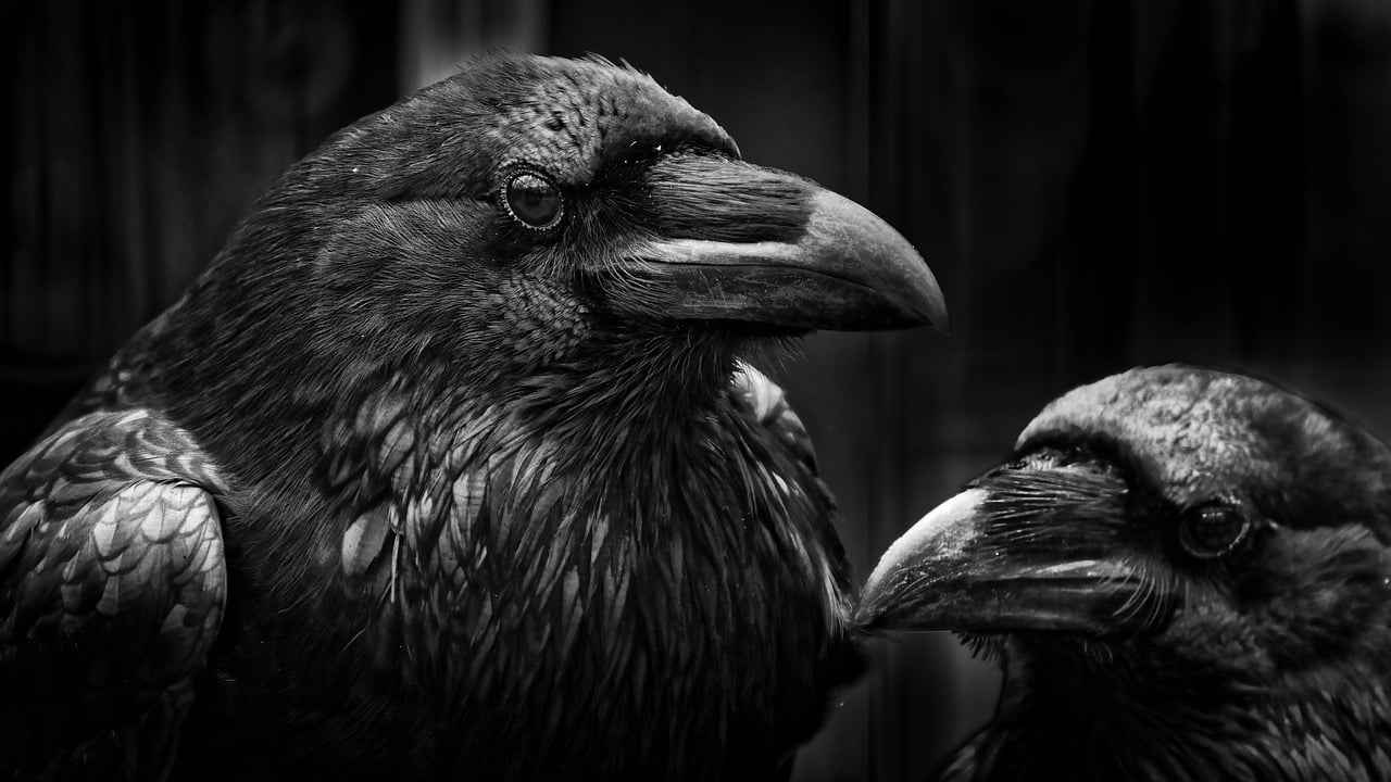 [Kara Sineklerden Korunma Yöntemleri]