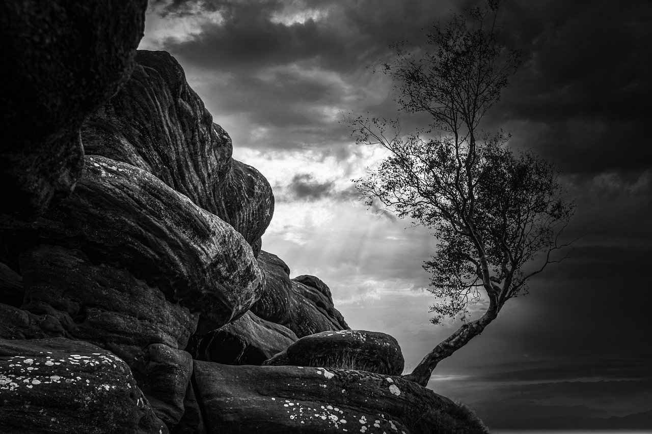 Kara Dul Isırığı Köpekler İçin Ne Kadar Tehlikeli? 4 Kara Dul Isırığı Tedavi Yöntemleri