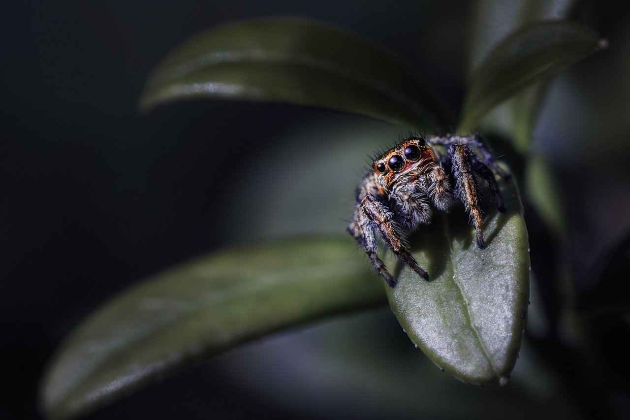 Understanding Black Widow Spiders