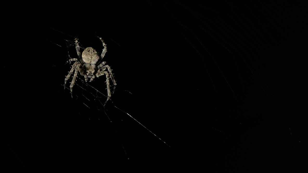 Preventing Black Widow Spider Bites
