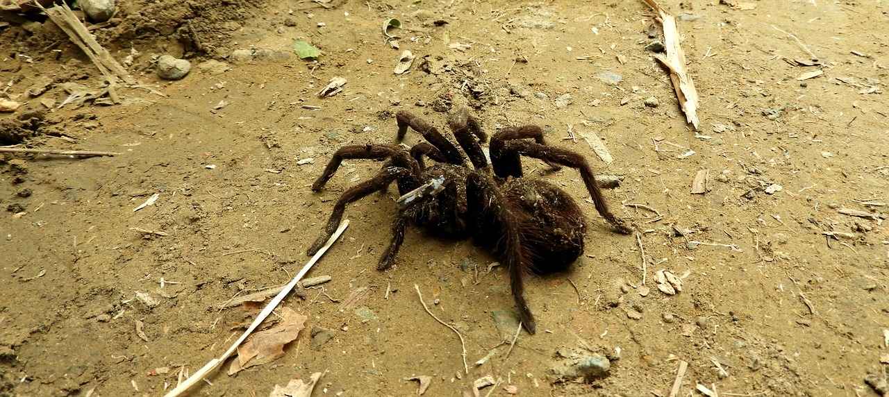 Preventing Brown Recluse Spider Bites