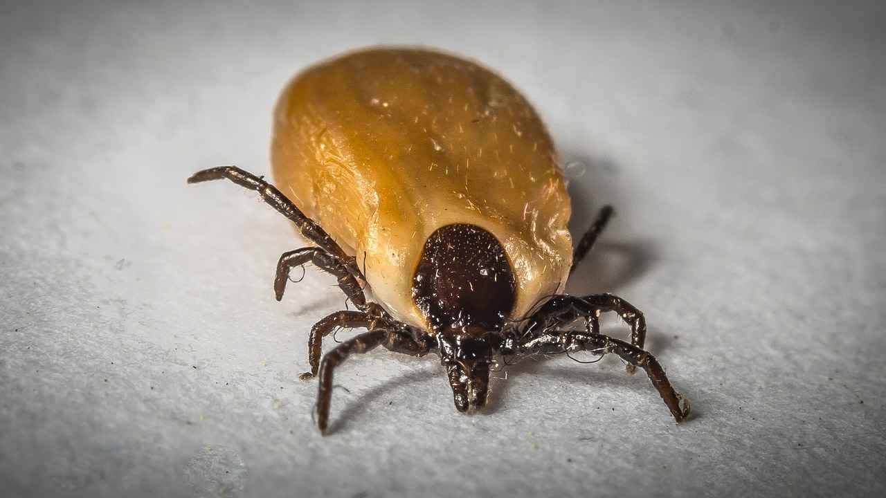 Identifying Tick Species