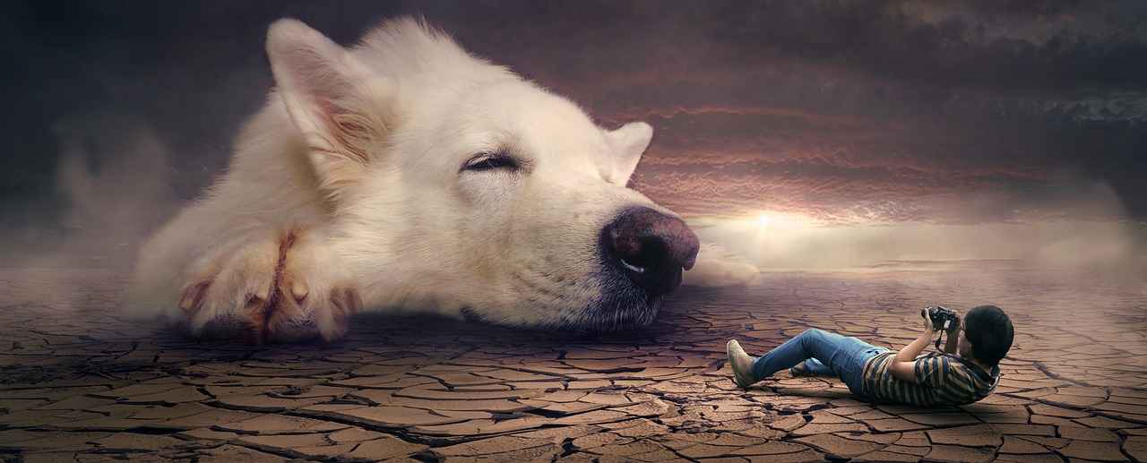 Köpek Isırığı ve Rabies Nedir?