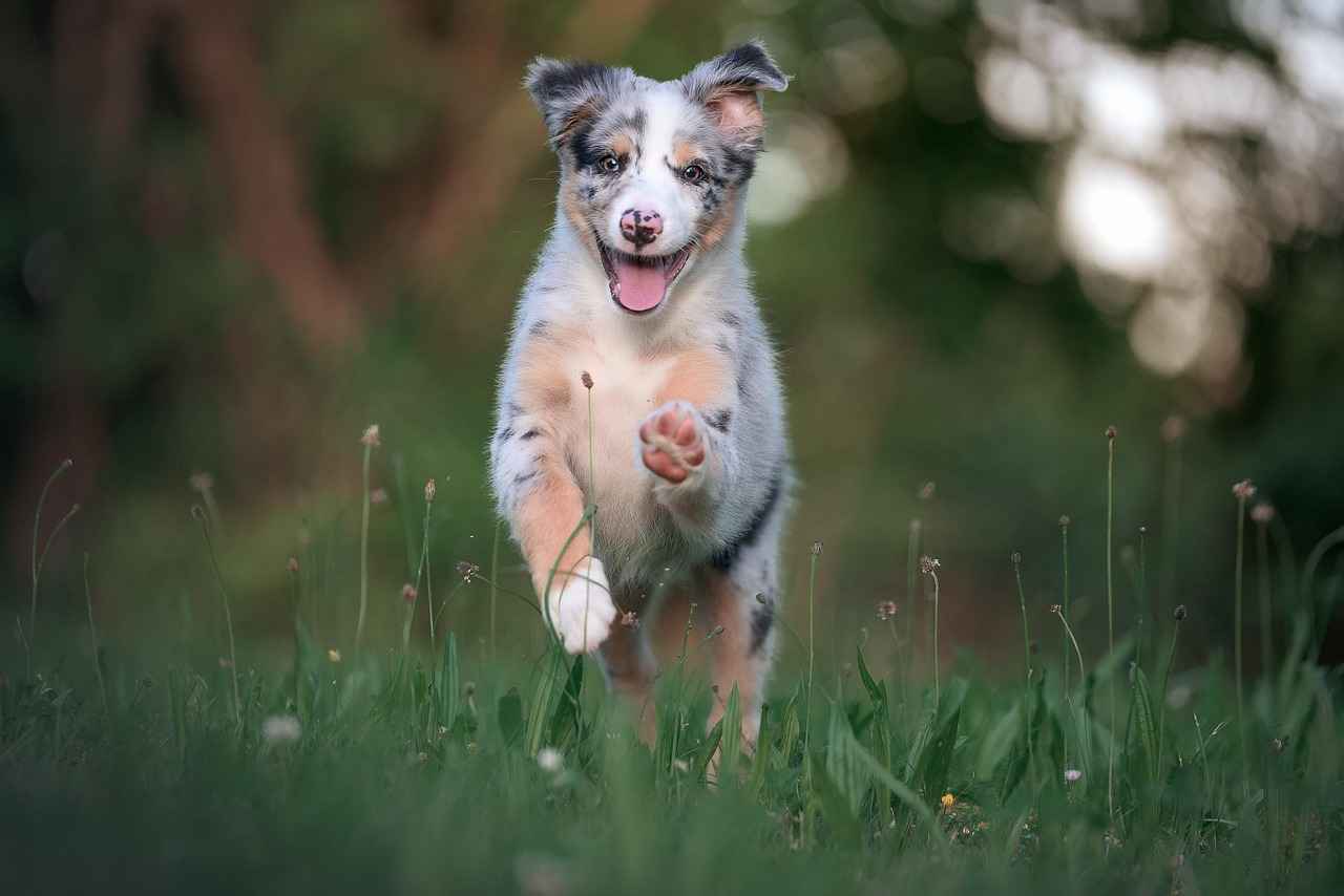 Rabies Hakkında Yanlış Bilinenler