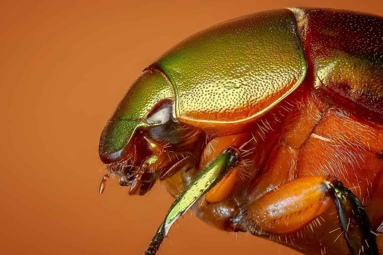 Treating Bed Bug Bites on Dogs