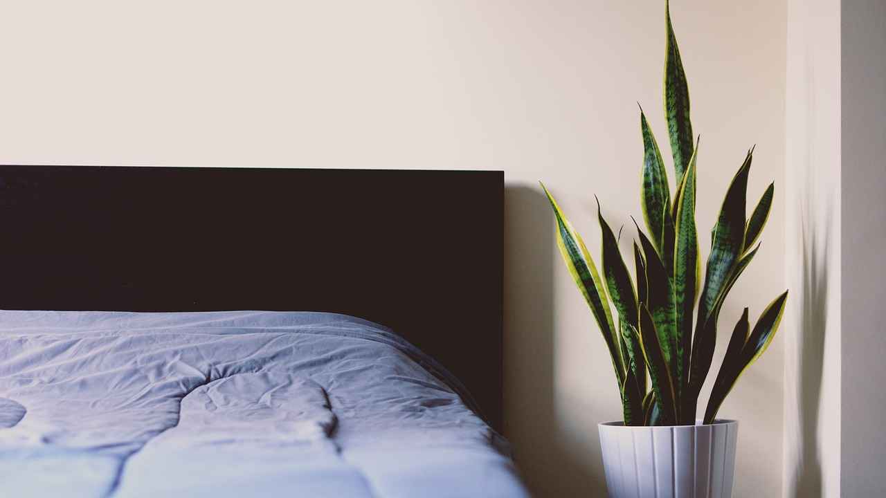 Can Bed Bugs Bite Dogs?