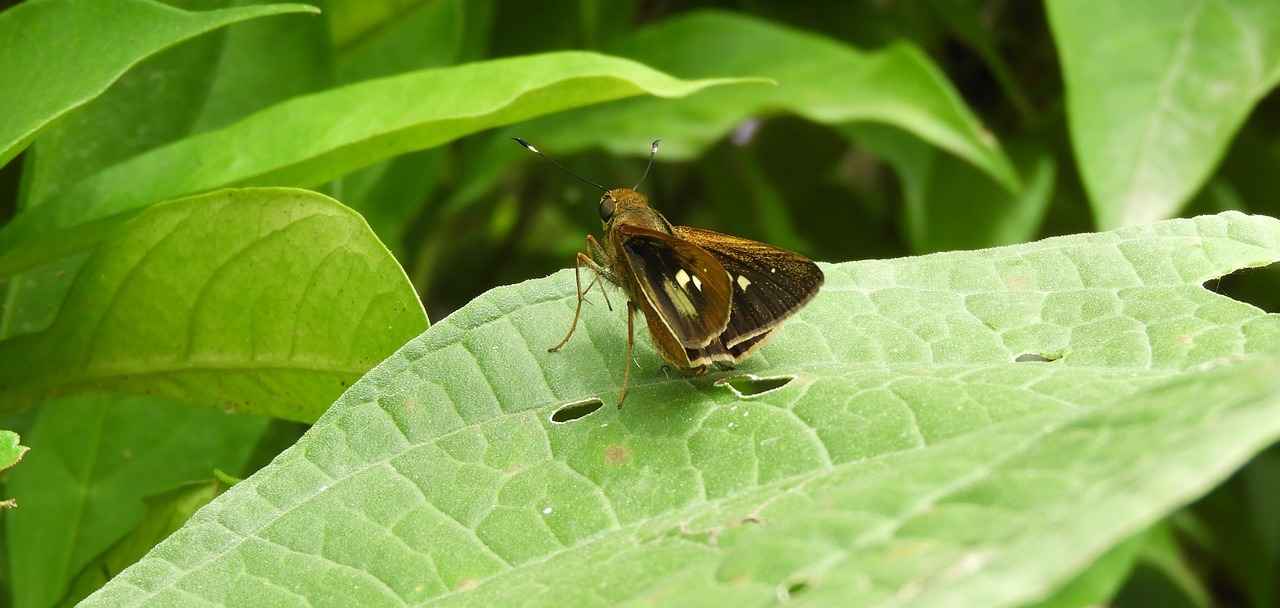 Chigger Bites on Dogs – How to Prevent and Treat Them 3 Chigger Isırıklarını Önleme Yöntemleri