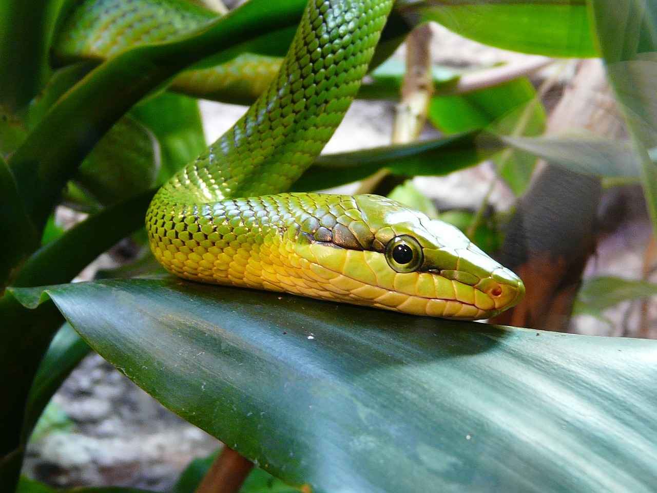 Understanding Copperhead Snakes