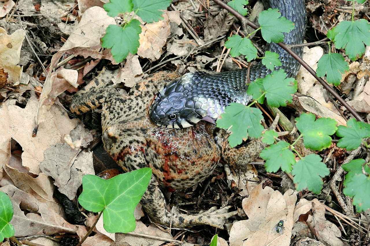 Bakır Yılan Isırığına Karşı Köpeklerde Belirtiler ve Acil Bakım 1 Bakır Yılan Nedir?
