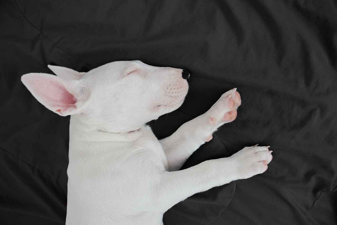 Statistics on Dog Bites by Breed