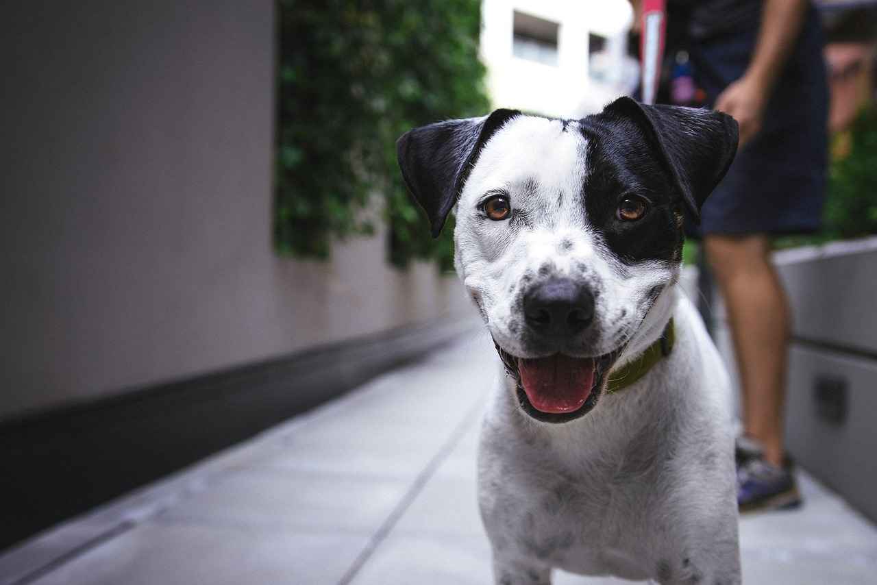 Long-term Effects of Mosquito Bites on Dogs