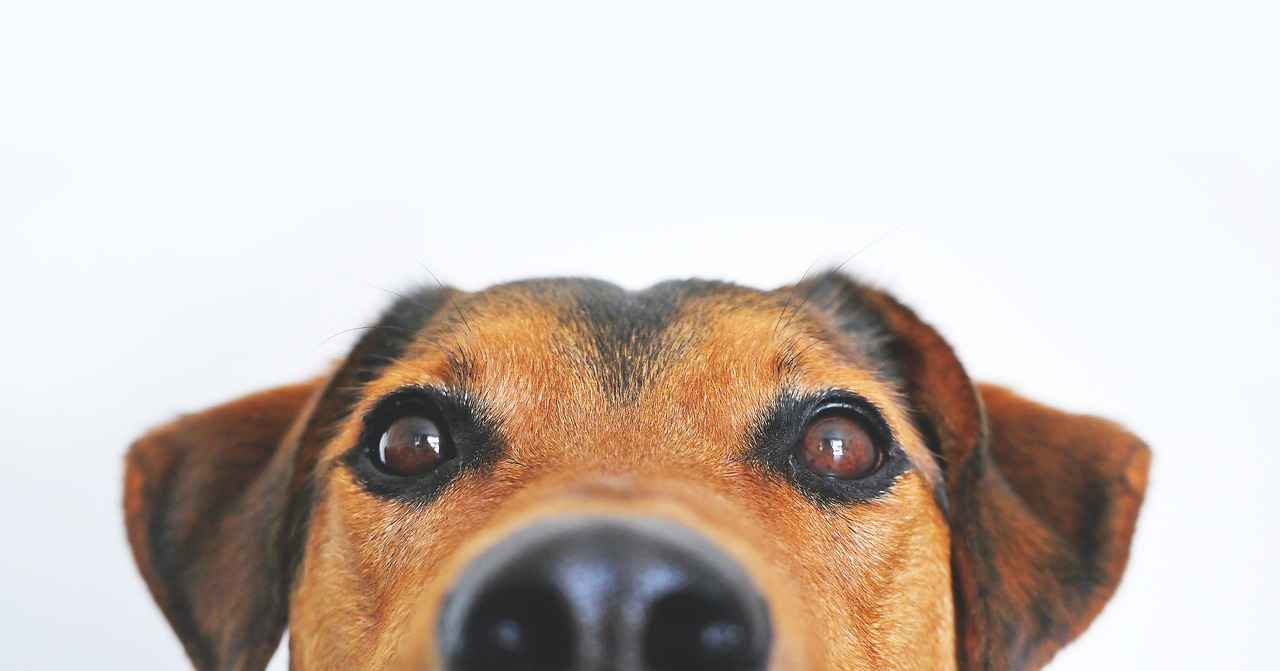 Conclusion: Keeping Your Dog Safe from Mosquitoes