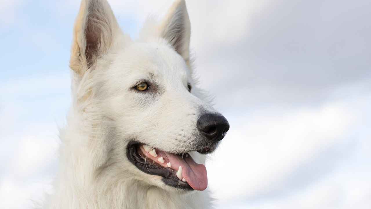 Signs Your Dog Has Been Bitten by a Mosquito
