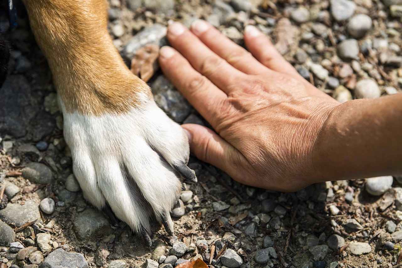 Preventing Mosquito Bites on Dogs
