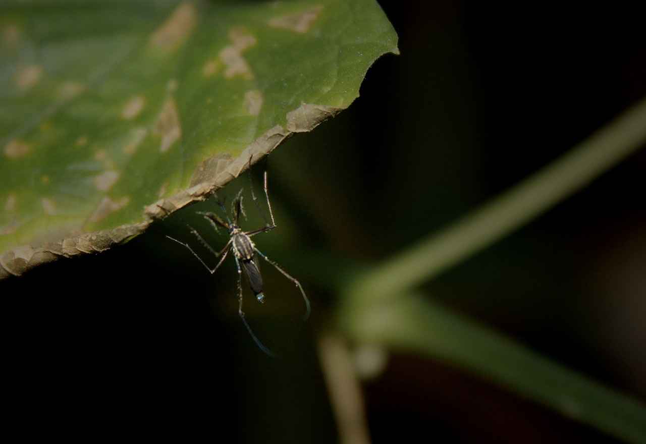 Do Mosquitoes Bite Dogs? What Pet Owners Should Know 4 Health Risks Associated with Mosquito Bites