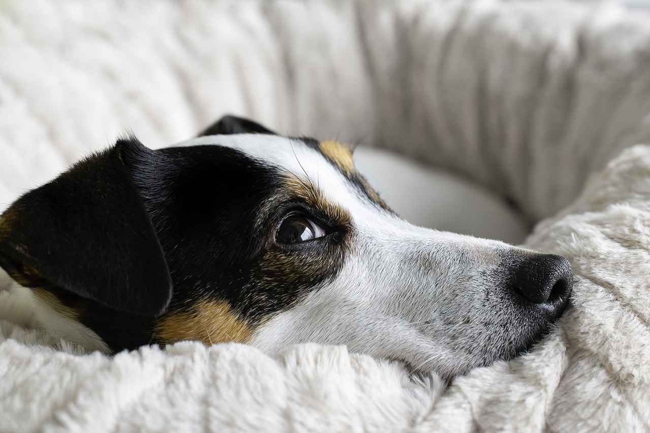 Understanding Dog Bites