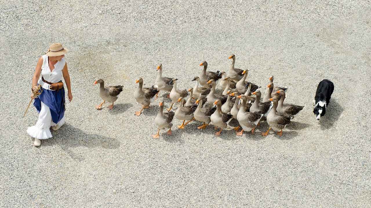Köpek Isırığına Karşı Önlemler