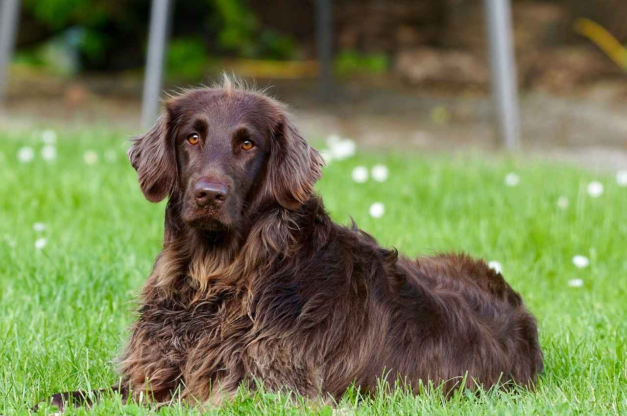 Köpek Isırığı Nedir?