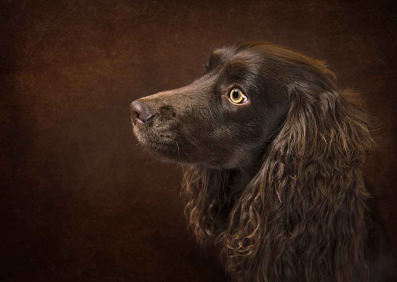 Psychological Impact of Dog Bite Injuries