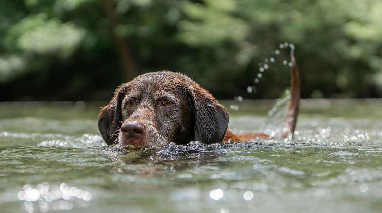 Köpek Isırığını Önlemek İçin İpuçları