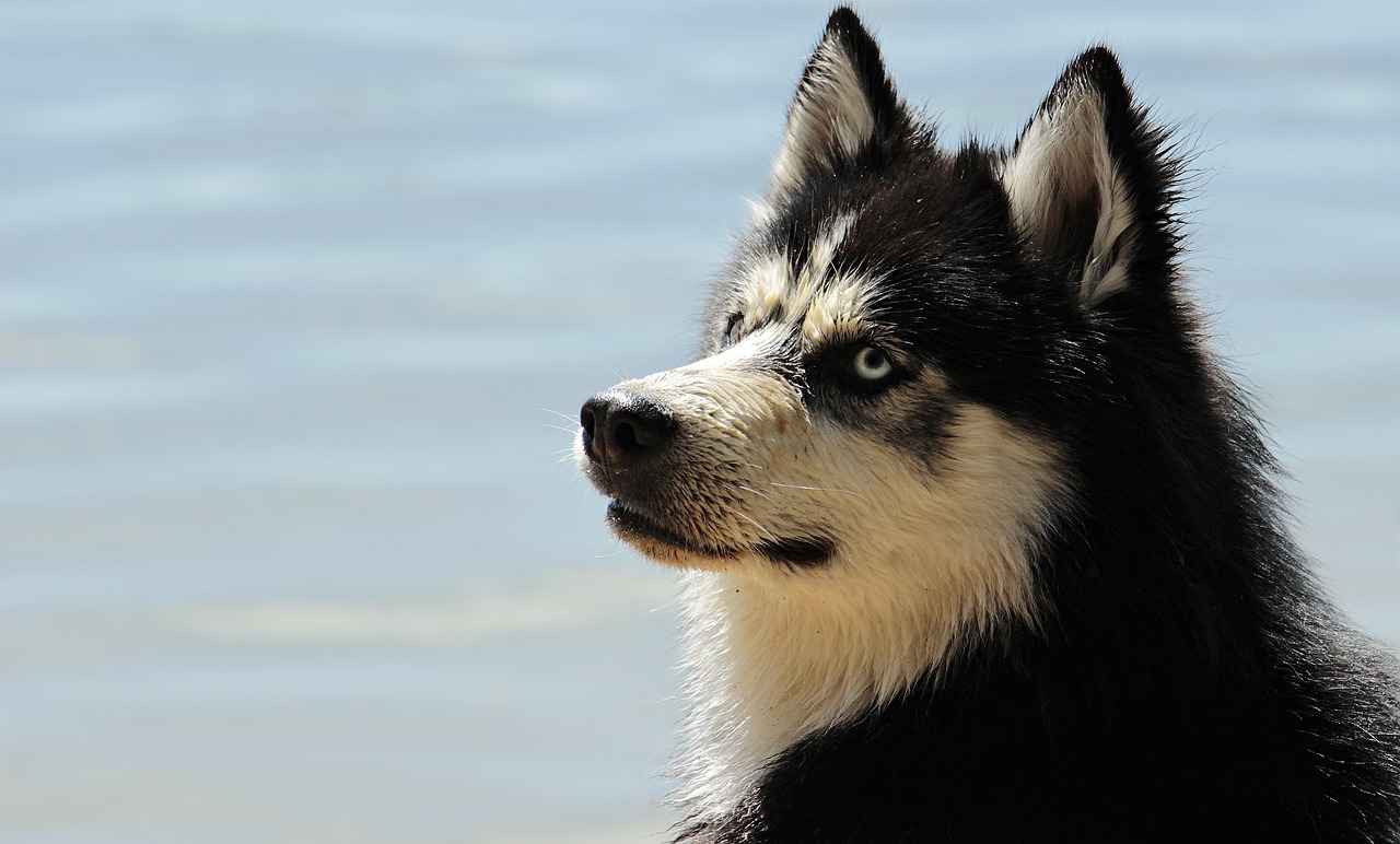 Immediate First Aid for Dog Bites