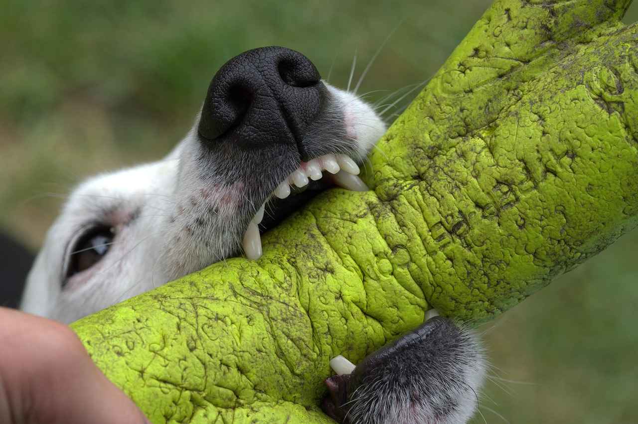 Köpek Isırığı Nedir?