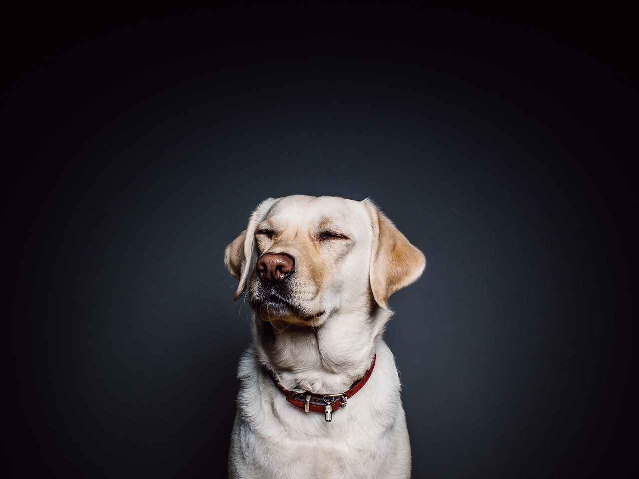 Köpek Isırığı Durumunda Ne Yapmalısınız?