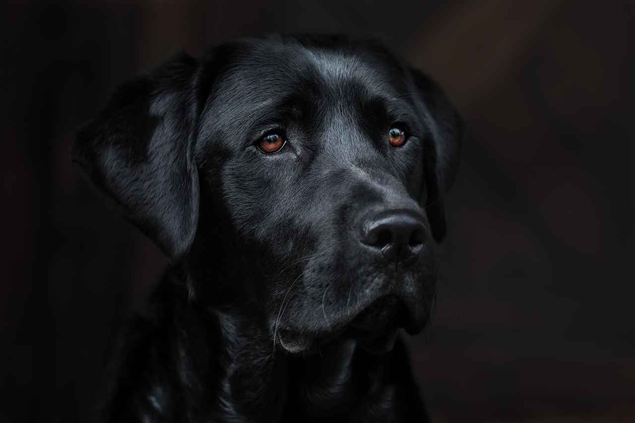 Köpek Isırma Vakalarında Sigorta Rolü