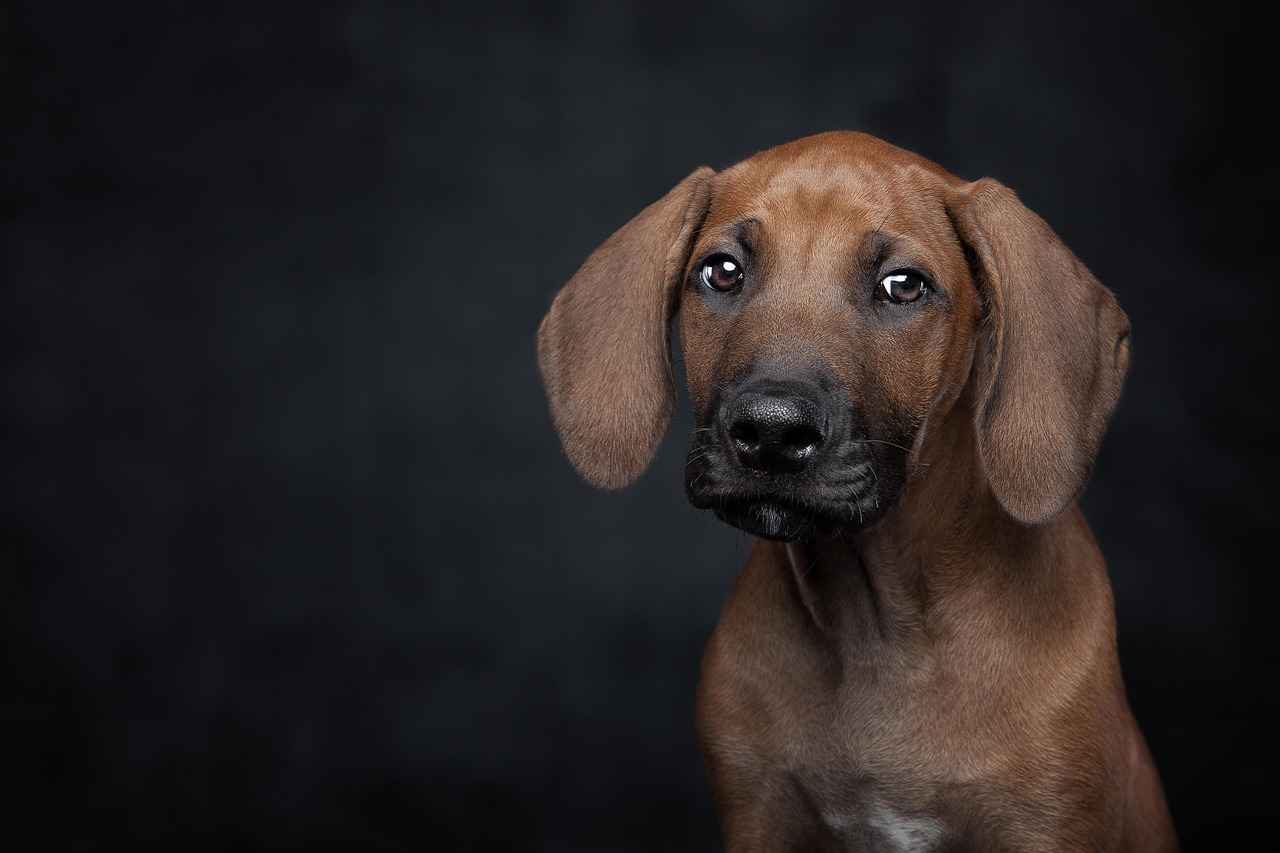 Köpek Isırma Olaylarından Kaçınma Yöntemleri