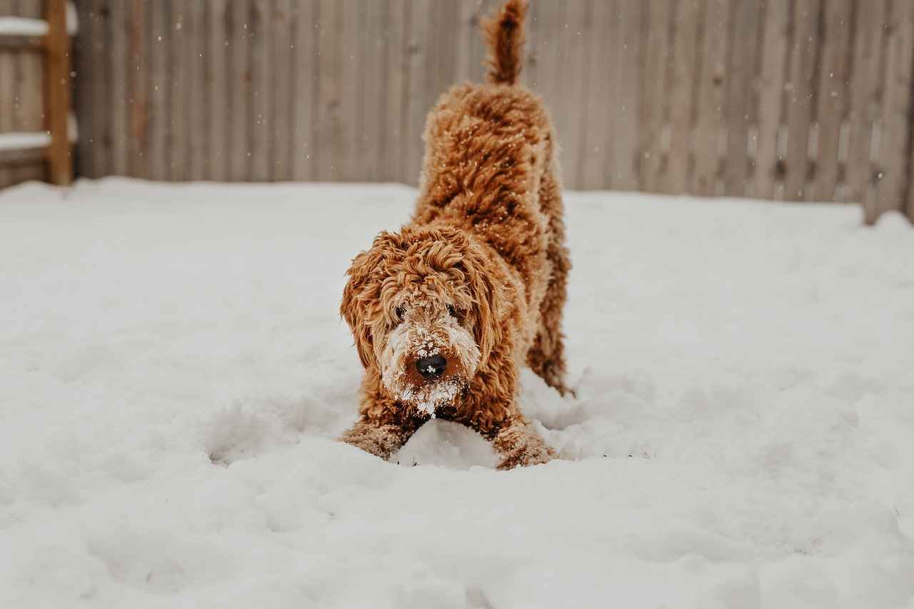 Köpek Isırma Davalarında Avukatın Rolü