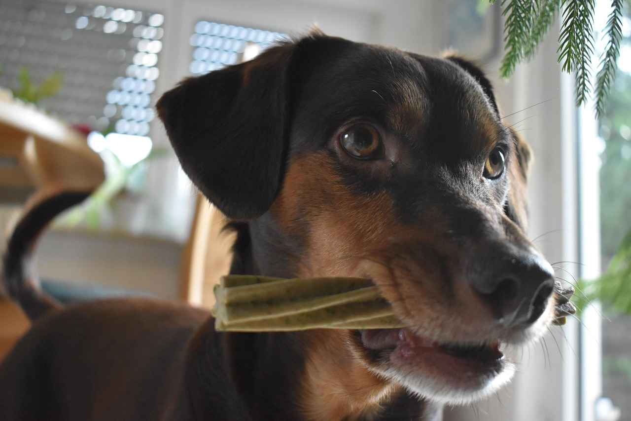 Sonuç: En İyi Köpek Isırığı Avukatını Bulmak