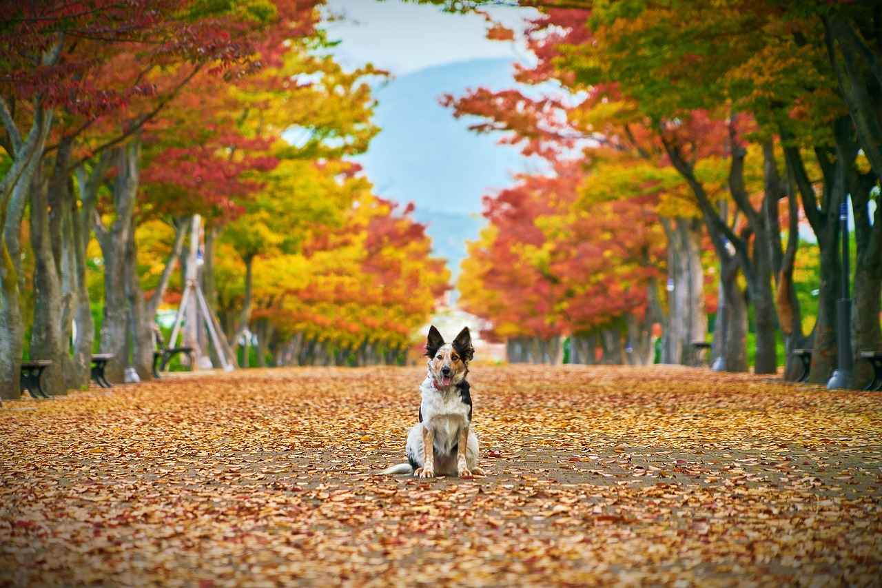 Socialization and Training for Dogs