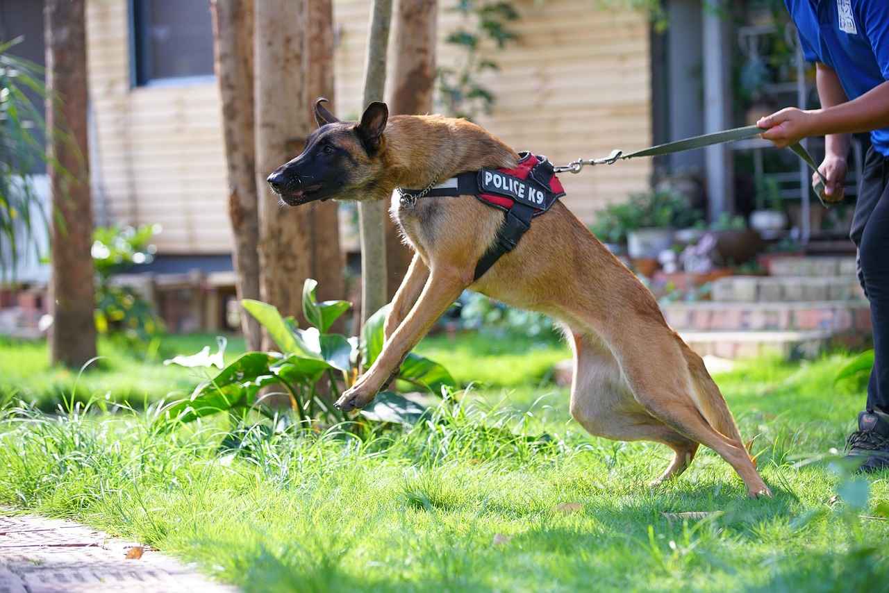 Understanding Dog Bite Scars