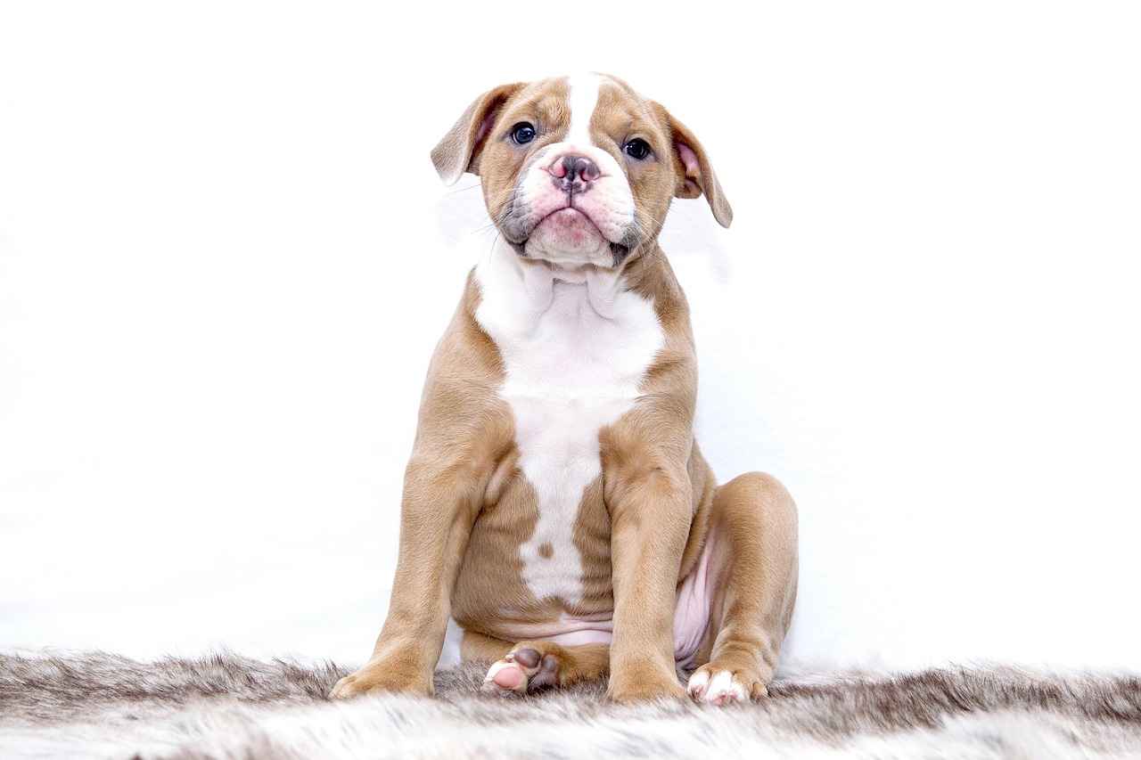 Emotional Impact of Dog Bite Scars