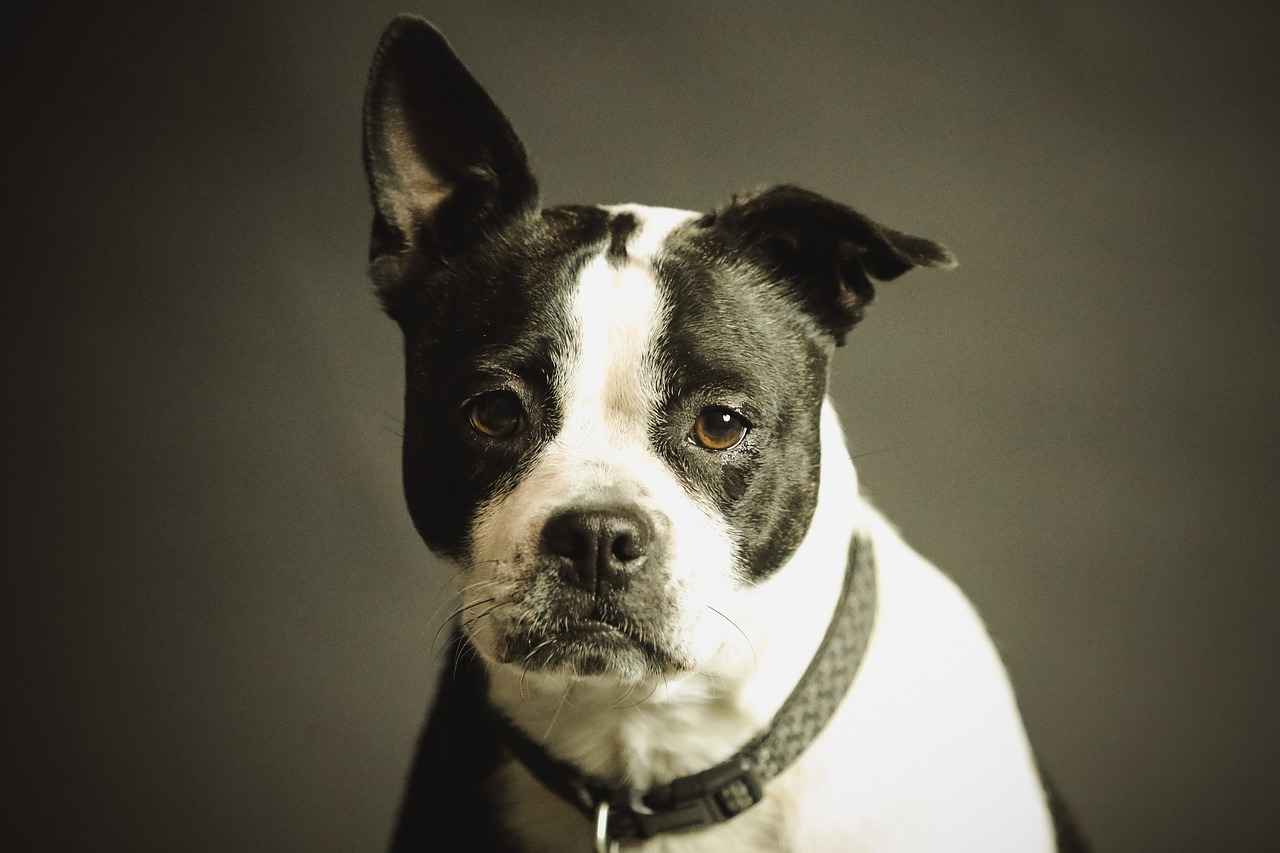 Understanding Dog Bite Injuries