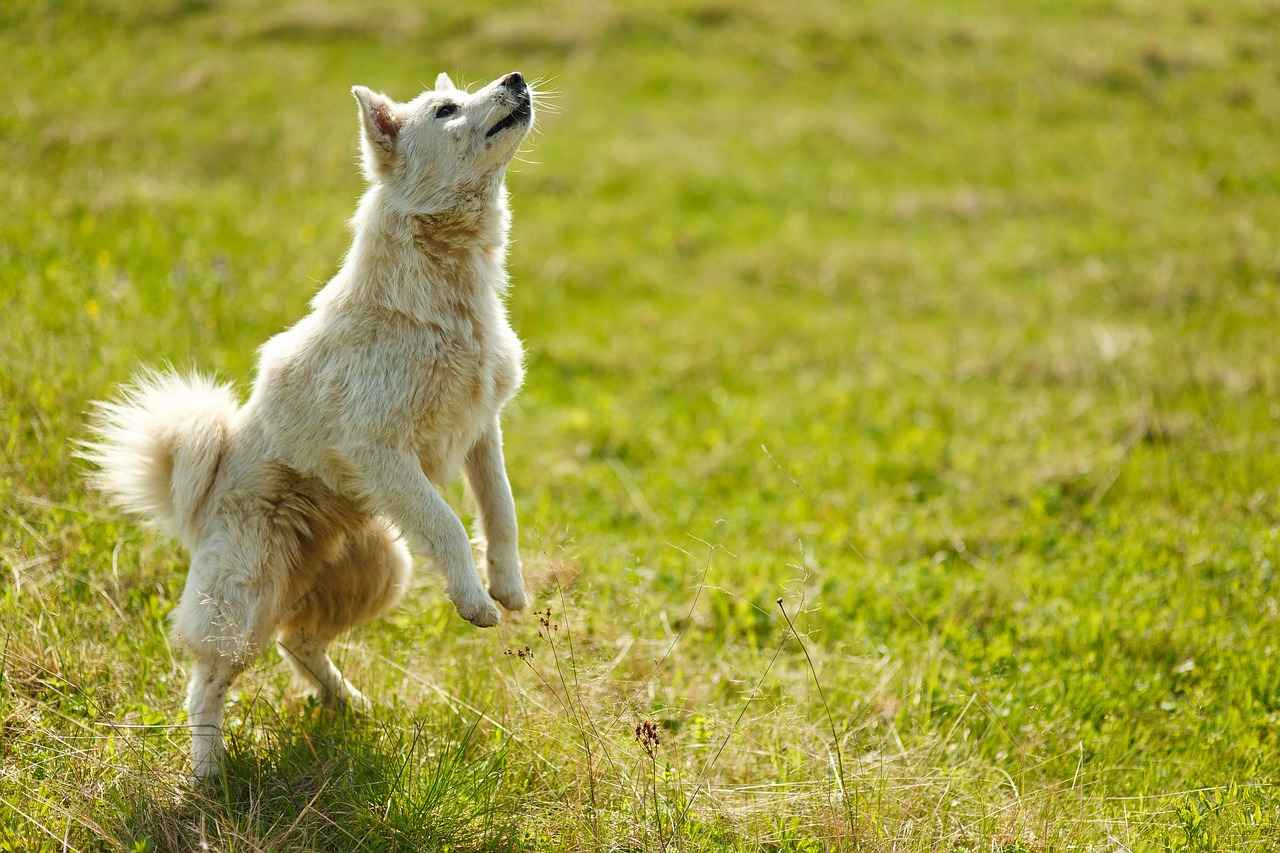 Köpek Isırığı Nedir?