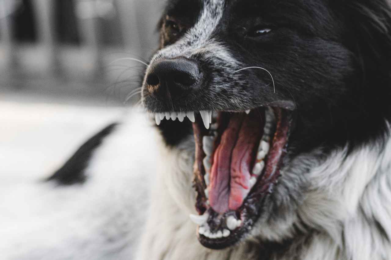 First Aid for Dog Bites