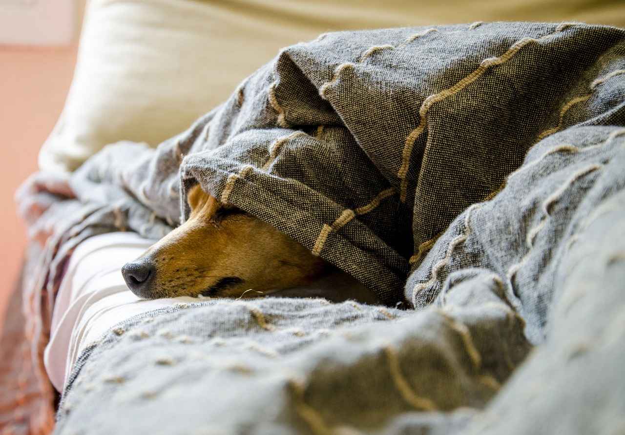 Köpek Isırığı Tedavi Yöntemleri
