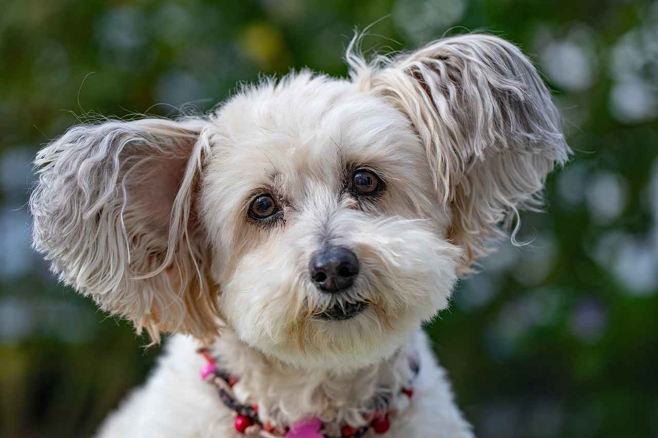 Preventing Dog Bites in the Future