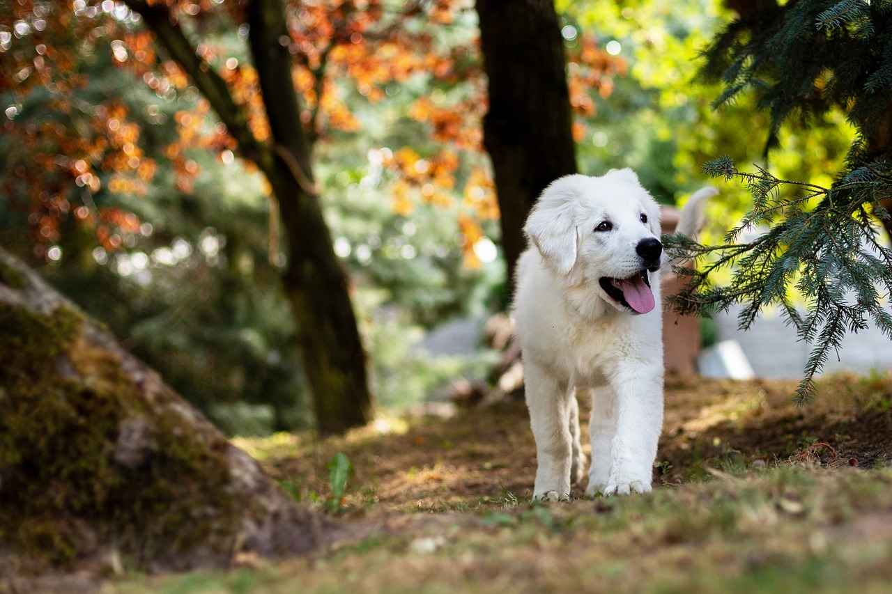 Common Symptoms of Dog Bites