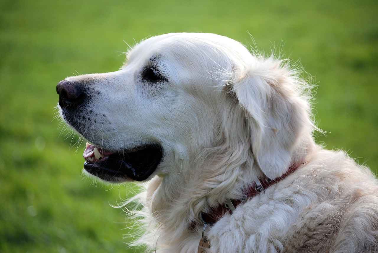 Köpek Isırığı Sonrası Psikolojik Etkiler