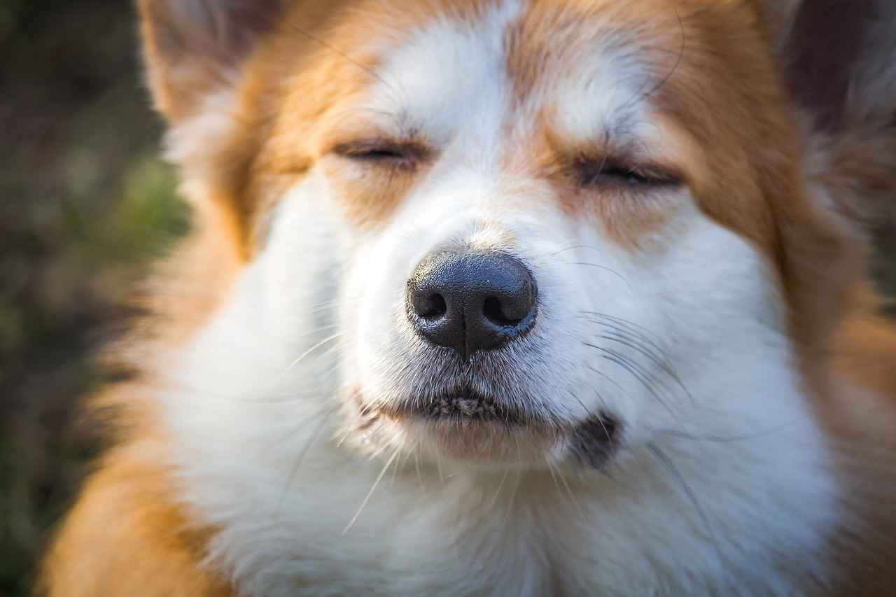 Köpek Isırığı Tedavi Aşamaları